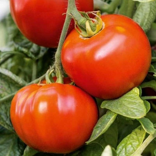 Zoom billede af Tomat 'Maestria' H