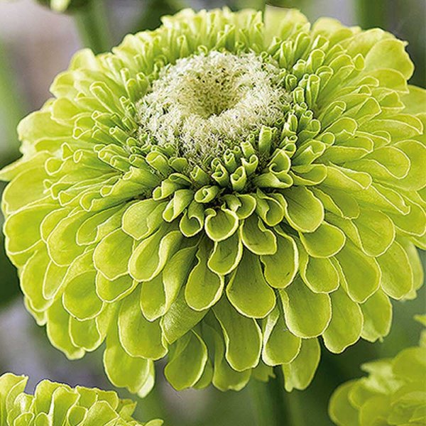 Zoom billede af Zinnia 'Envy'