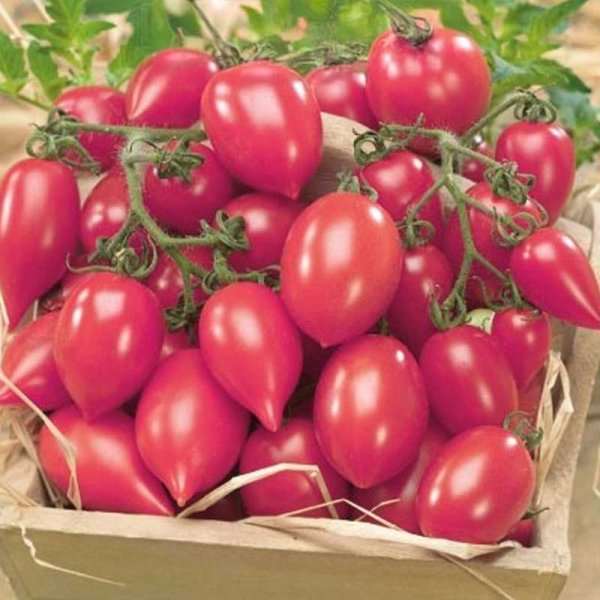 Zoom billede af Tomat 'Plumbrella rosy pink'