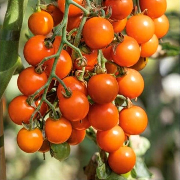 Zoom billede af Tomat 'Honeycombe' H
