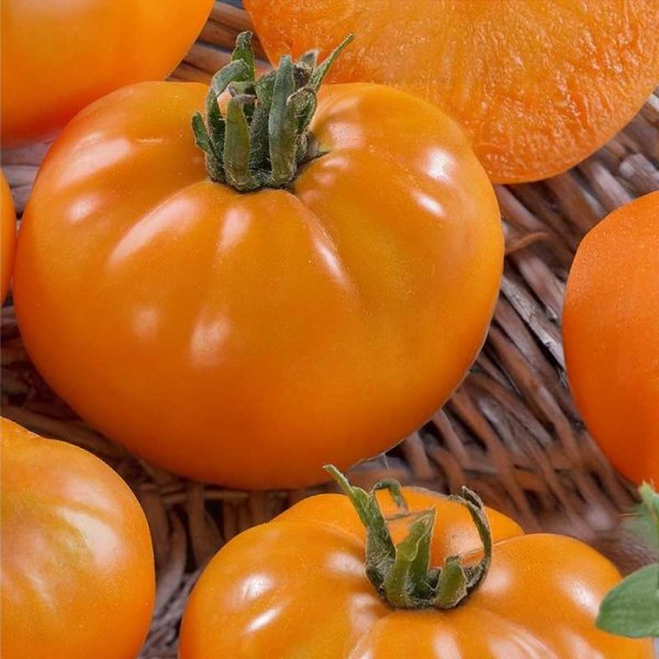 Zoom bilde av Tomat 'Orange Wellington' H