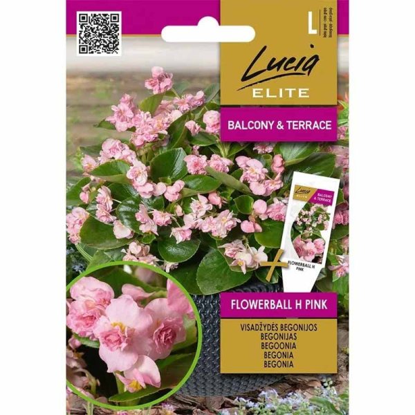 Zoom billede af Begonia 'FlowerBall' H Pink