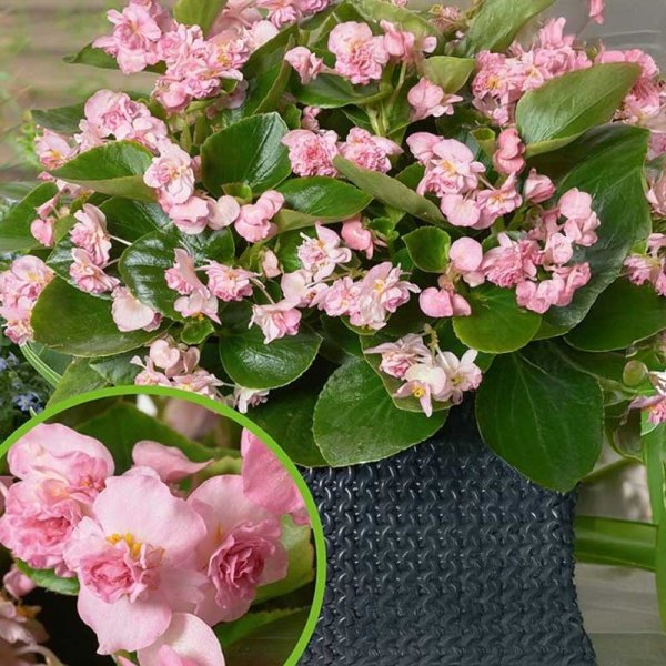 Zoom billede af Begonia 'FlowerBall' H Pink