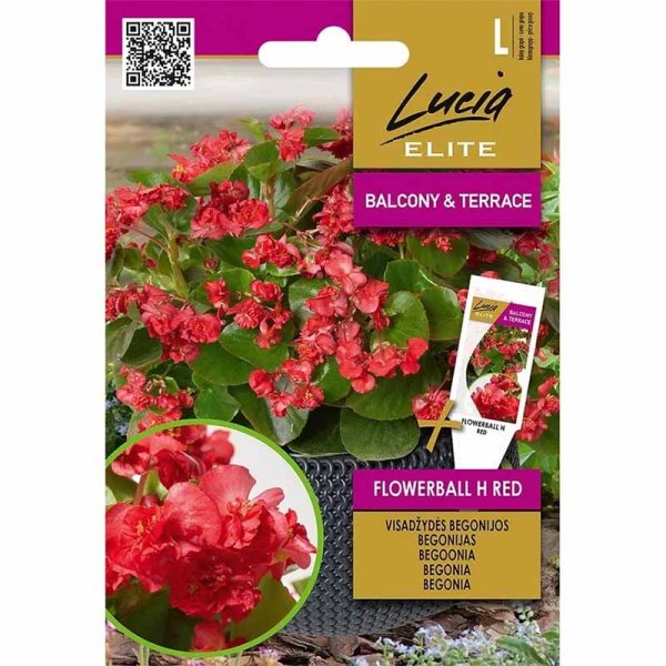 Zoom billede af Begonia 'Flowerball' H