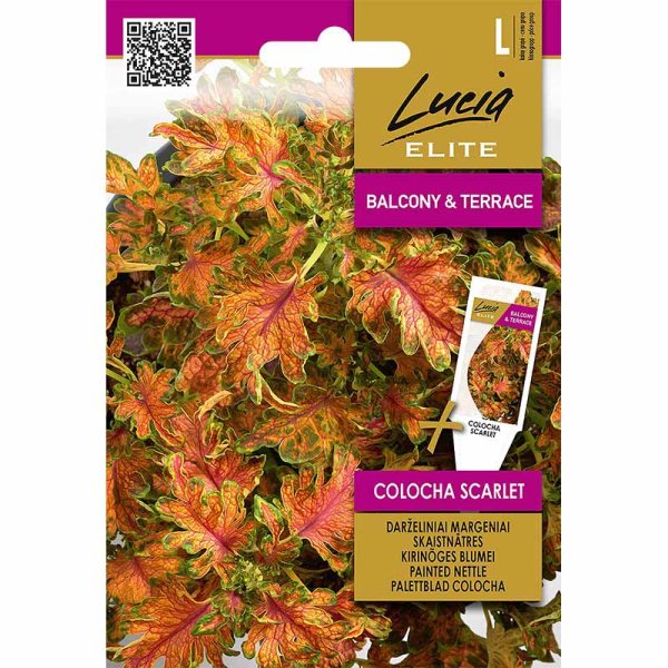 Zoom billede af Paletblad 'Colocha Scarlet'