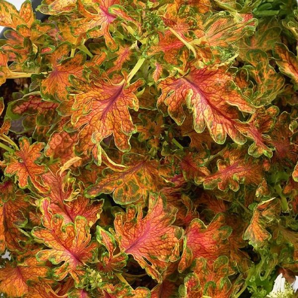 Zoom billede af Paletblad 'Colocha Scarlet'
