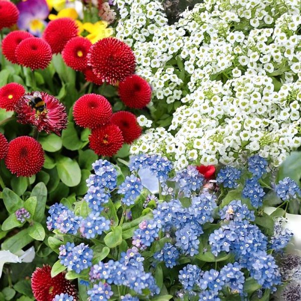 Zoom billede af Blomstermix 'Forårsbalkon'