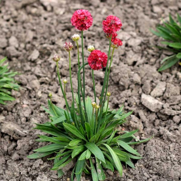 Zoom billede af Fransk Engelskgræs 'Ballerina Red'