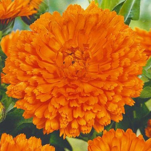 Zoom billede af Calendula 'Orange gitana'