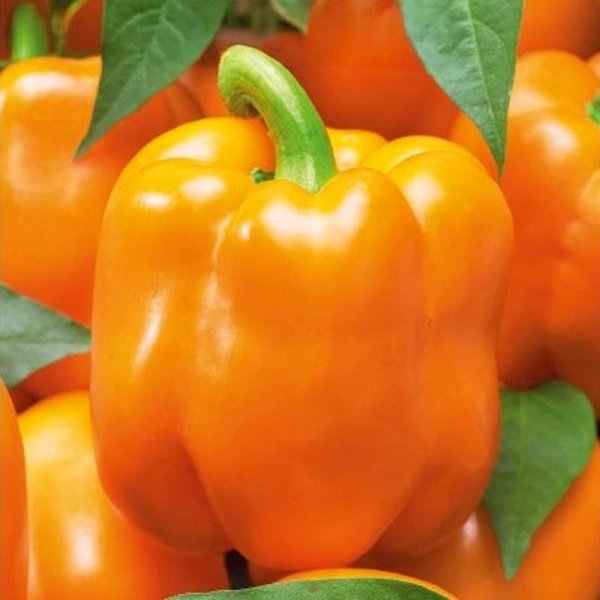 Zoom billede af Peberfrugt 'Clementine' H