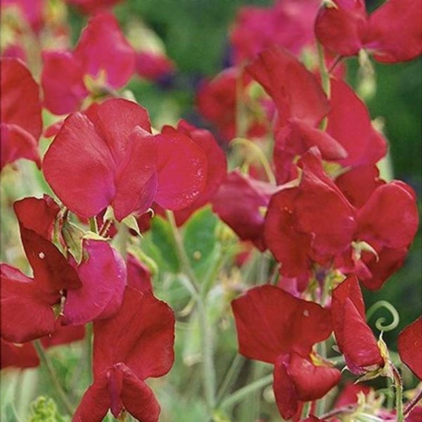Zoom billede af Ærteblomst 'Perfume Millennium'