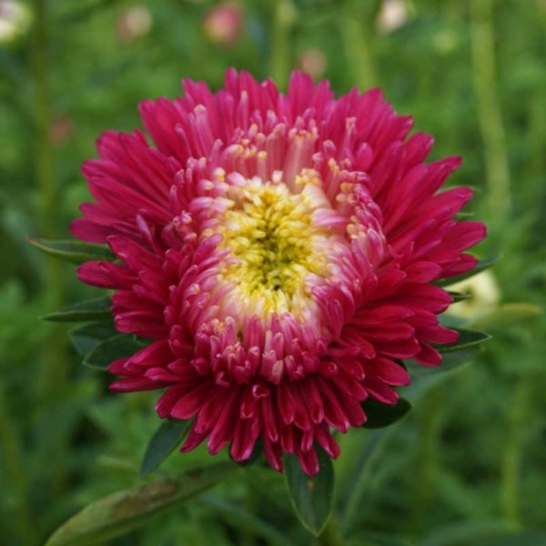 Zoom billede af Sommerasters 'Princess' Rosa