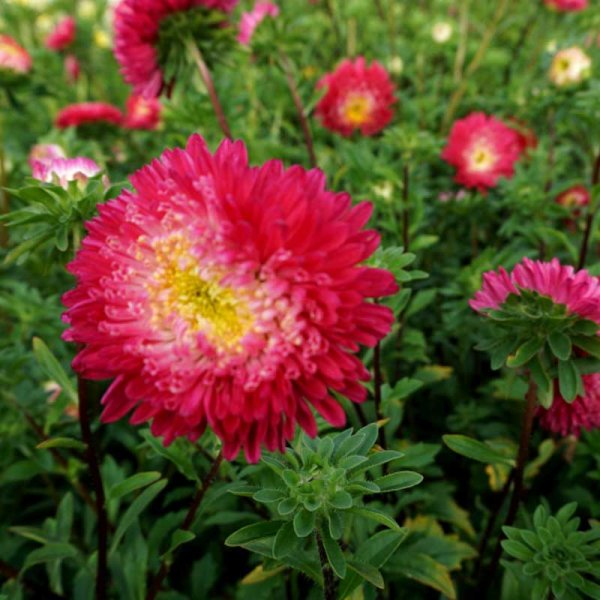 Zoom billede af Sommerasters 'Princess mix'