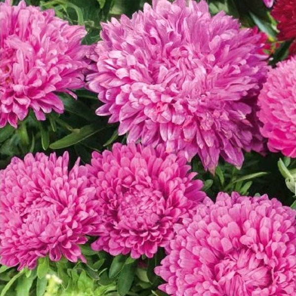 Zoom billede af Sommerasters 'Colour Carpet' Rosa