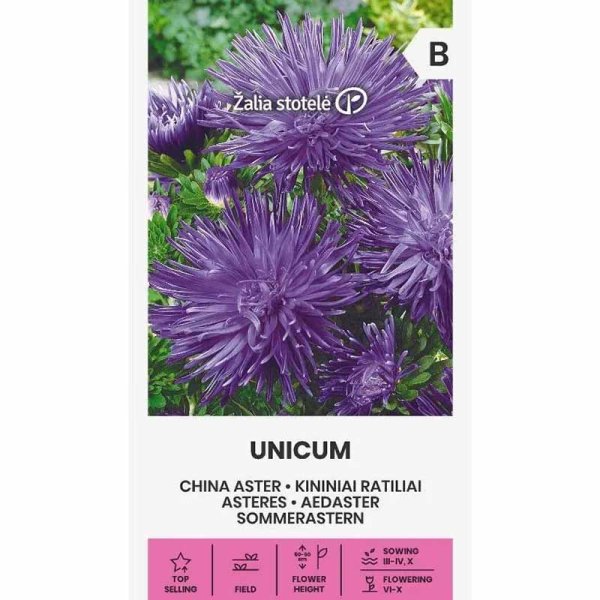 Zoom billede af Sommerasters 'Unicum' Lilla
