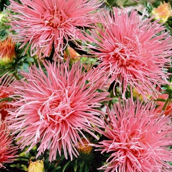 Zoom billede af Sommerasters 'Unicum' Rosa