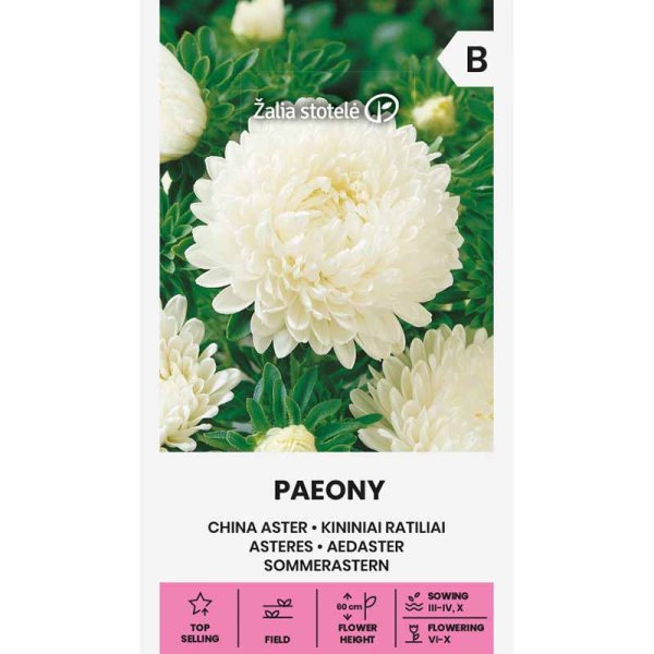 Zoom billede af Sommerasters 'Paeony' hvid