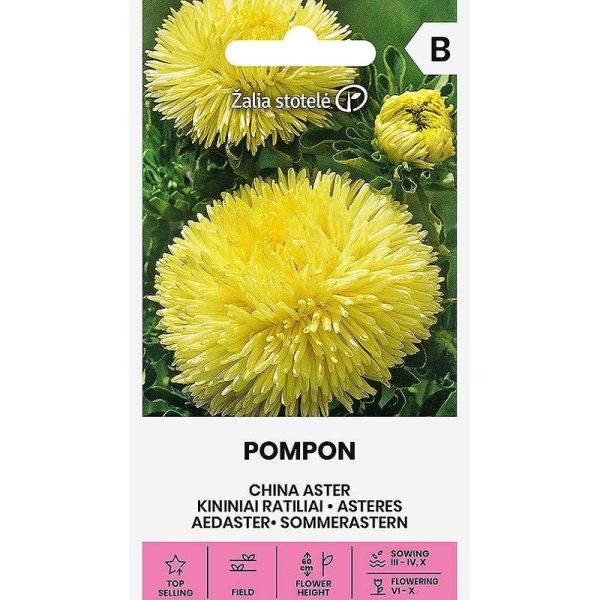 Zoom billede af Sommerasters 'Pompon'