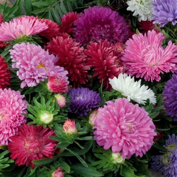 Zoom billede af Sommerasters 'Colour Carpet Mix'