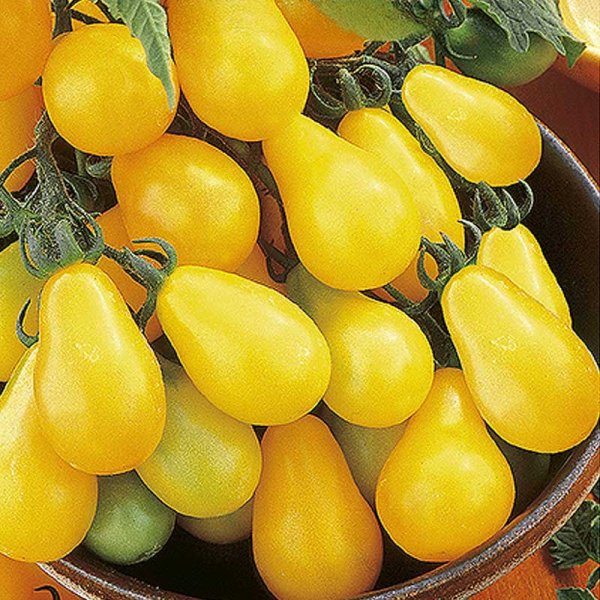 Zoom billede af Pæretomat 'Yellow pearshaped'