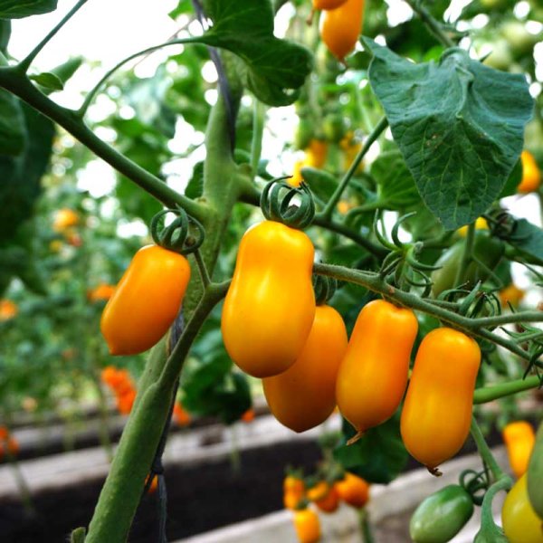 Zoom bilde av Tomato Plommontomat 'Taiko'
