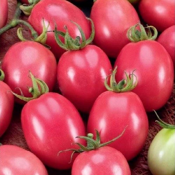 Zoom billede af Tomat 'Pink Thai egg'