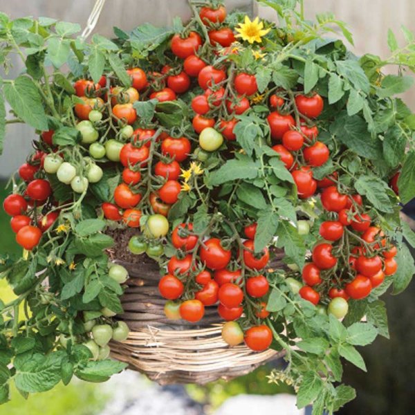 Zoom bilde av Tomat 'Gartenperle'
