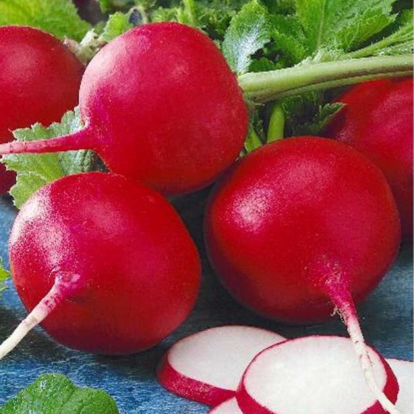 Zoom billede af Radise 'Cherry belle'