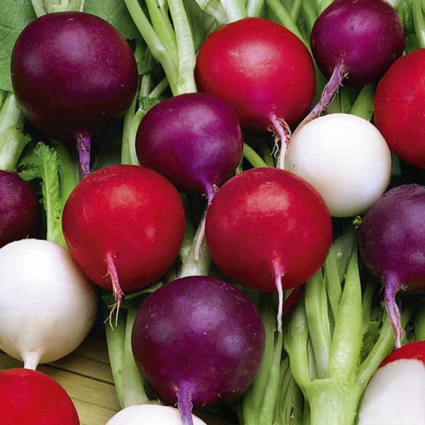 Zoom billede af Radise 'Riesen Von Aspern Viola Sniežka'