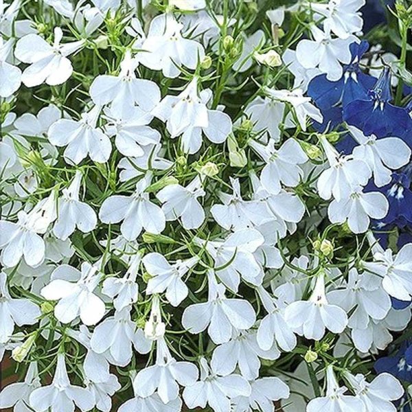 Zoom billede af Lobelia 'White Cascade'