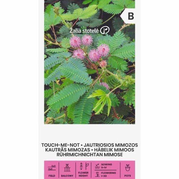 Zoom billede af Sensitive plante