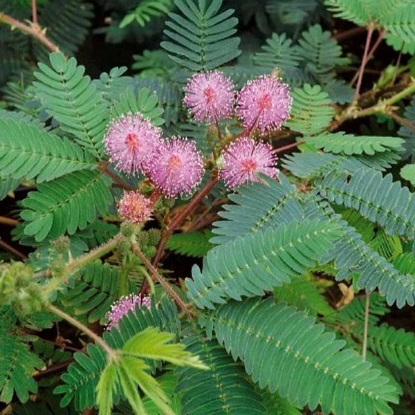 Zoom billede af Sensitive plante