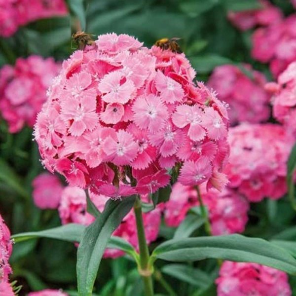 Zoom billede af Studenternellike 'Pink Beauty'