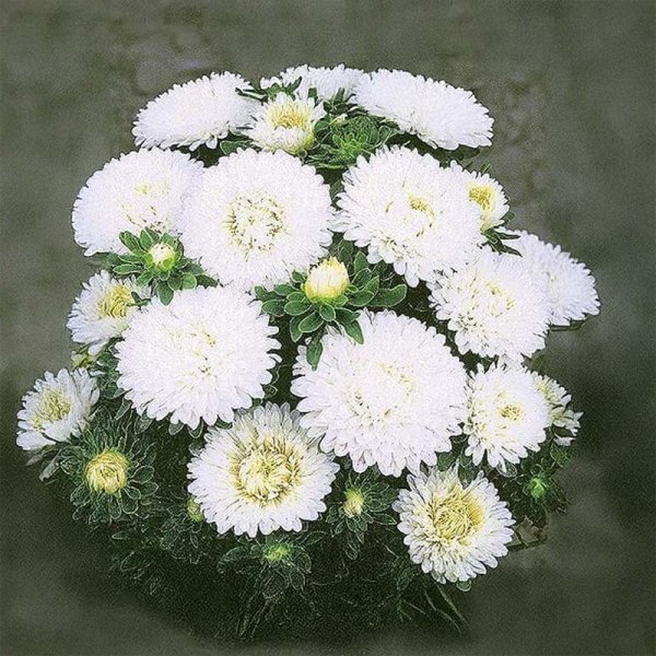 Zoom billede af Sommerasters 'Colour Carpet' Hvid