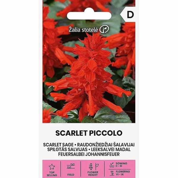 Zoom billede af Pragtsalvie 'Scarlet Piccolo'