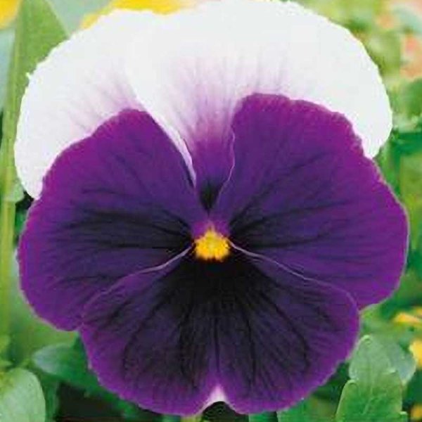 Zoom billede af Stedmoderblomst 'Lord beaconsfield'
