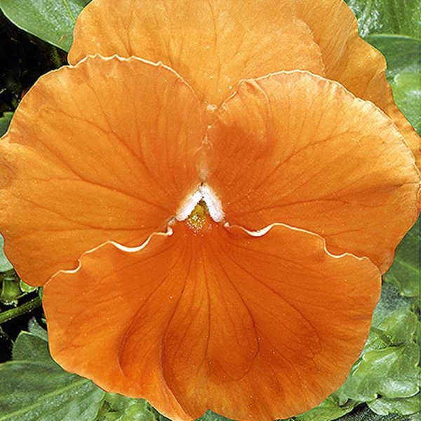 Zoom billede af Stedmoderblomst 'Orange sun'