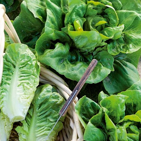 Zoom billede af Salat 'Little Gem'