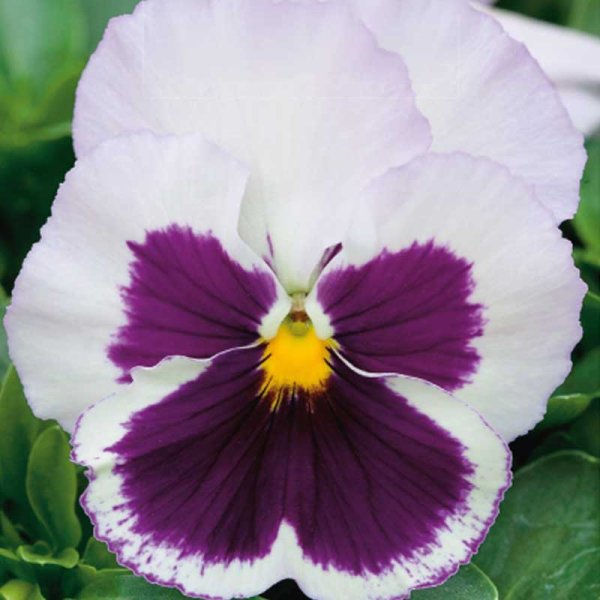 Zoom billede af Stedmoderblomst 'Spanish eyes'