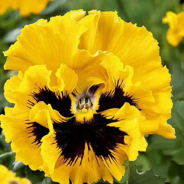 Zoom billede af Stedmoderblomst 'Frizzle Sizzle' H