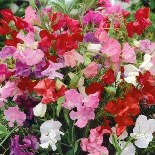 Zoom billede af Ærteblomst 'Bijou'