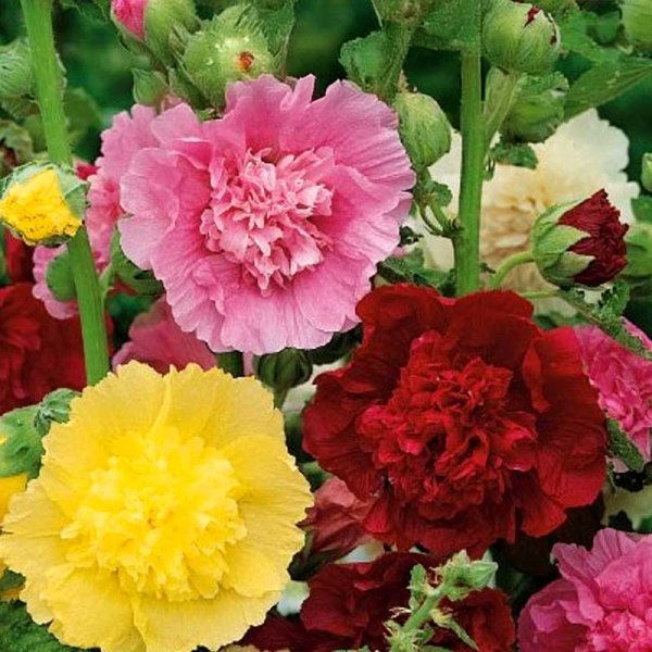 Zoom bilde av Hollyhock 'Summer Carnival'