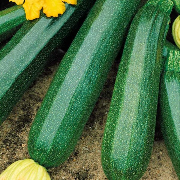 Zoom billede af Squash 'Black beuty'