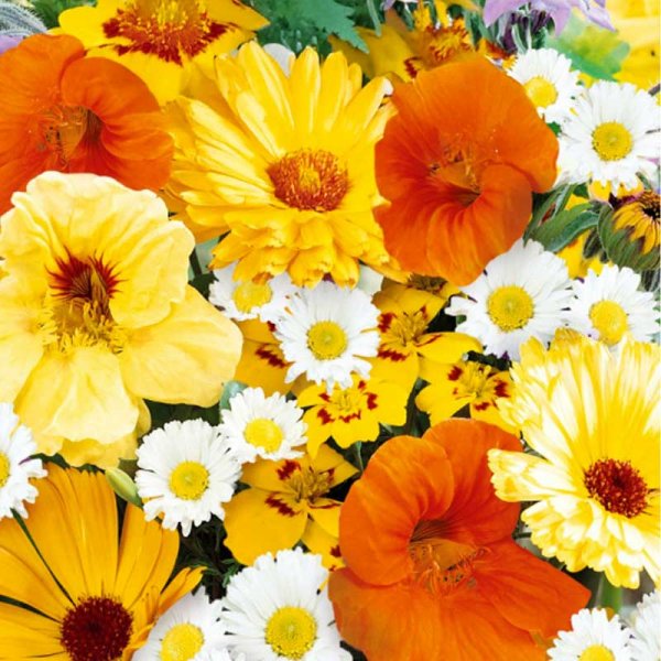 Zoom billede af Sommerblomster
