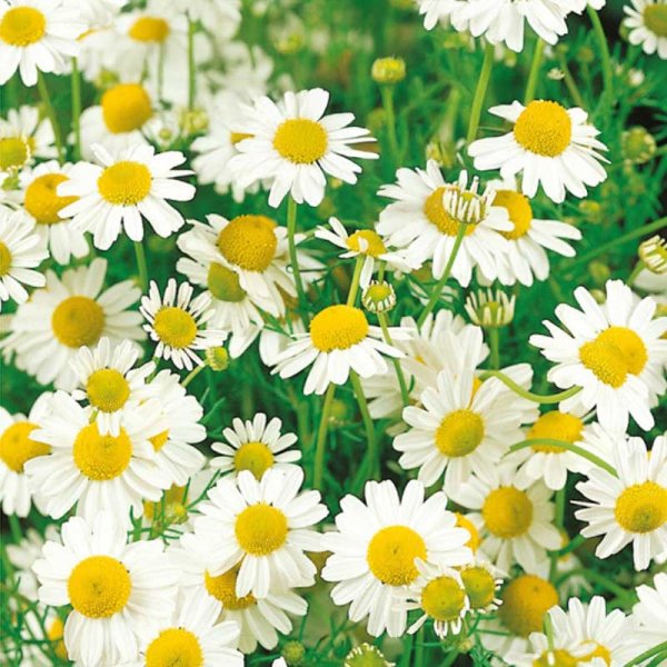 Zoom billede af Chamomile