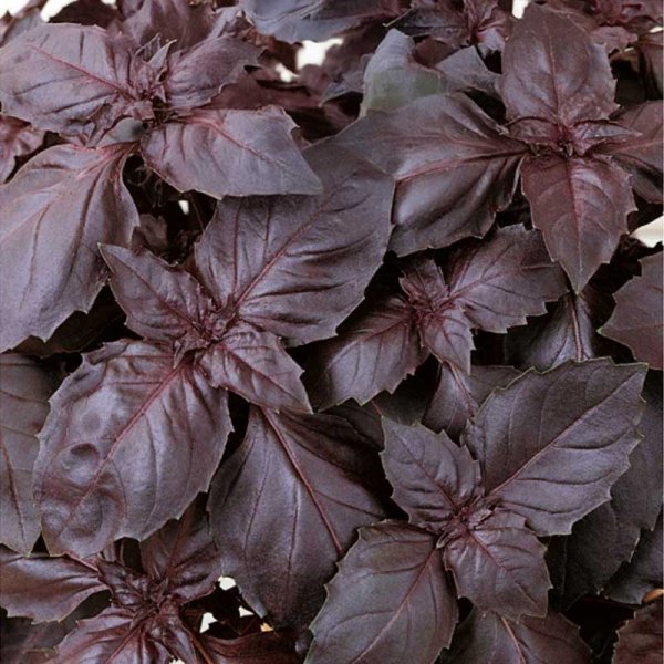 Zoom billede af Basilikum 'Dark opal'