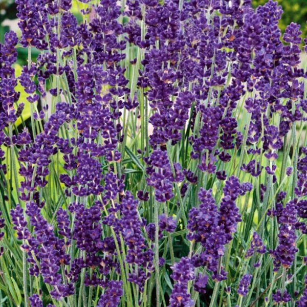 Zoom billede af Lavender 'English'
