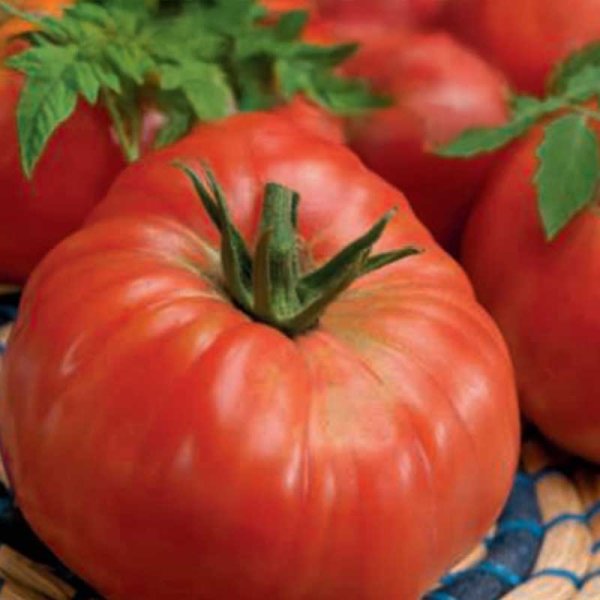 Zoom billede af Tomat 'Marmande'