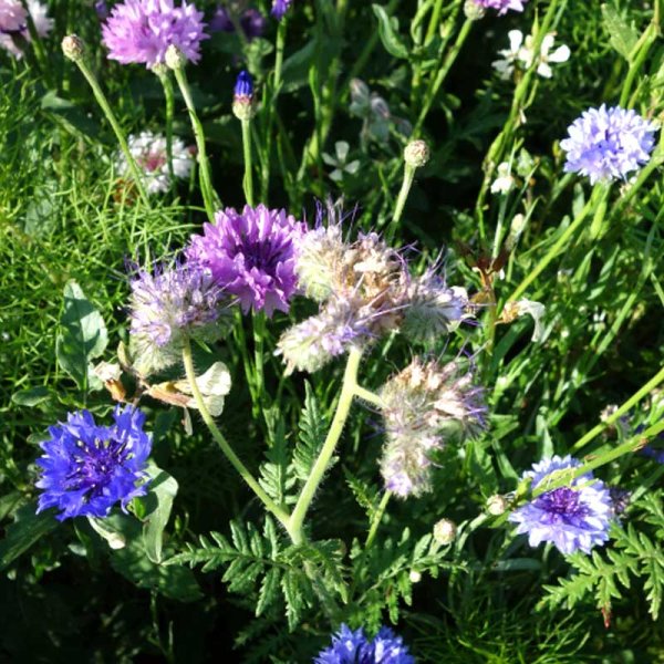 Zoom bilde av Blomblandning 'Butterfly'