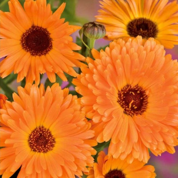Zoom billede af Morgenfrue 'Art Shades'